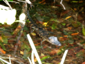 Everglades National Park - Anhinga Trail