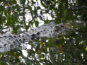 Everglades National Park - Anhinga Trail