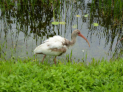Everglades National Park - Anhinga Trail