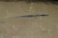 Homestead - Everglades Alligator Farm - Airboat Tour