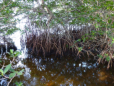 Sanibel Island - Mangroven
