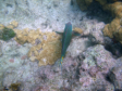 Florida Keys-Marathon - Schnorcheltour zum Sombrero Reef