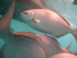 Florida Keys-Marathon - Schnorcheltour zum Sombrero Reef