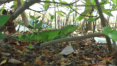 Grner Leguan in Miami auf Virginia Key