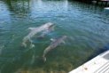Grassy Key - Dolphin Research Center