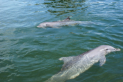 Grassy Key - Dolphin Research Center