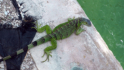 Grner Leguan am Beginn der Seven Miles Bridge bei Marathon