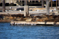 Pier 39 mit Seelwenkolonie mitten in der Stadt