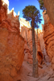 Bryce Canyon