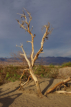 Death Valley - Mesquite Flat Dunes