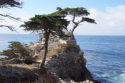 17 Mile Drive - Lone Cypress