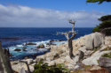 17 Mile Drive - Ghost Tree