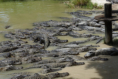 Homestead - Everglades Alligator Farm - Ftterung