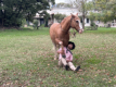 Estancia El Ombu de Areco - Pferdeflsterer