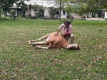Estancia El Ombu de Areco - Pferdeflsterer