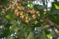 Pistazien-Baum in der Altstadt