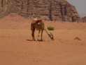 Wadi Rum