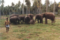 Pinnawela - Elefantenwaisenhaus