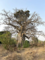 Baobab