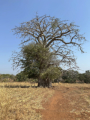 Koussoucoingou - Baobab