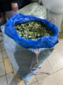 Coca-Markt: Ein Sack mit Cocablttern