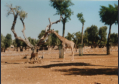 Fasano Safaripark