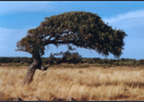 Baum an der Westkste