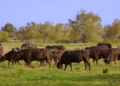 Camargue - Kampfstiere