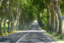Allee in der Nhe von Le Somail