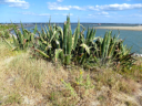 Leucate