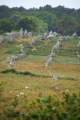 Carnac - ca. 2800 Menhire stehen hier in langen Reihen ber insges. ca. 3 km