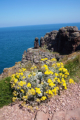 Cap Frhel