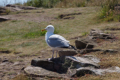 Cap Frhel - Mwe