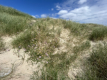 Strand in der Nhe von Sainte-Mre-glise