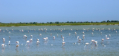 Camargue - Flamingos