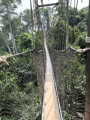 Kakum Nationalpark - 7 Hngebrcken fhren in ca. 40 m Hhe durch den Dschungel