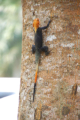 Kakum-Nationalpark Agame