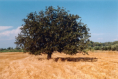 Landschaft am Peloponnes