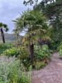 Inverewe Garden 