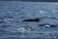 Ein Finnwal bei der Whalewatching-Tour