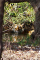 Ranthambore Nationalpark - Tiger