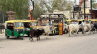 Bikaner - Heilige K�he