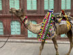 Bikaner
