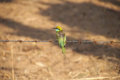 Jeepsafari - Bienenfresser