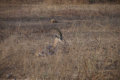 Jeepsafari - Indische Gazelle