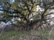 Ranthambore Nationalpark