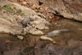 Ranthambore Nationalpark - Krokodile