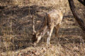 Ranthambore Nationalpark - Axishirsch