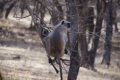 Ranthambore Nationalpark - Hanuman-Langur