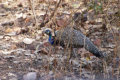 Ranthambore Nationalpark - Pfau